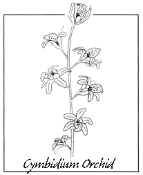 Cymbidium Orchid Line Art